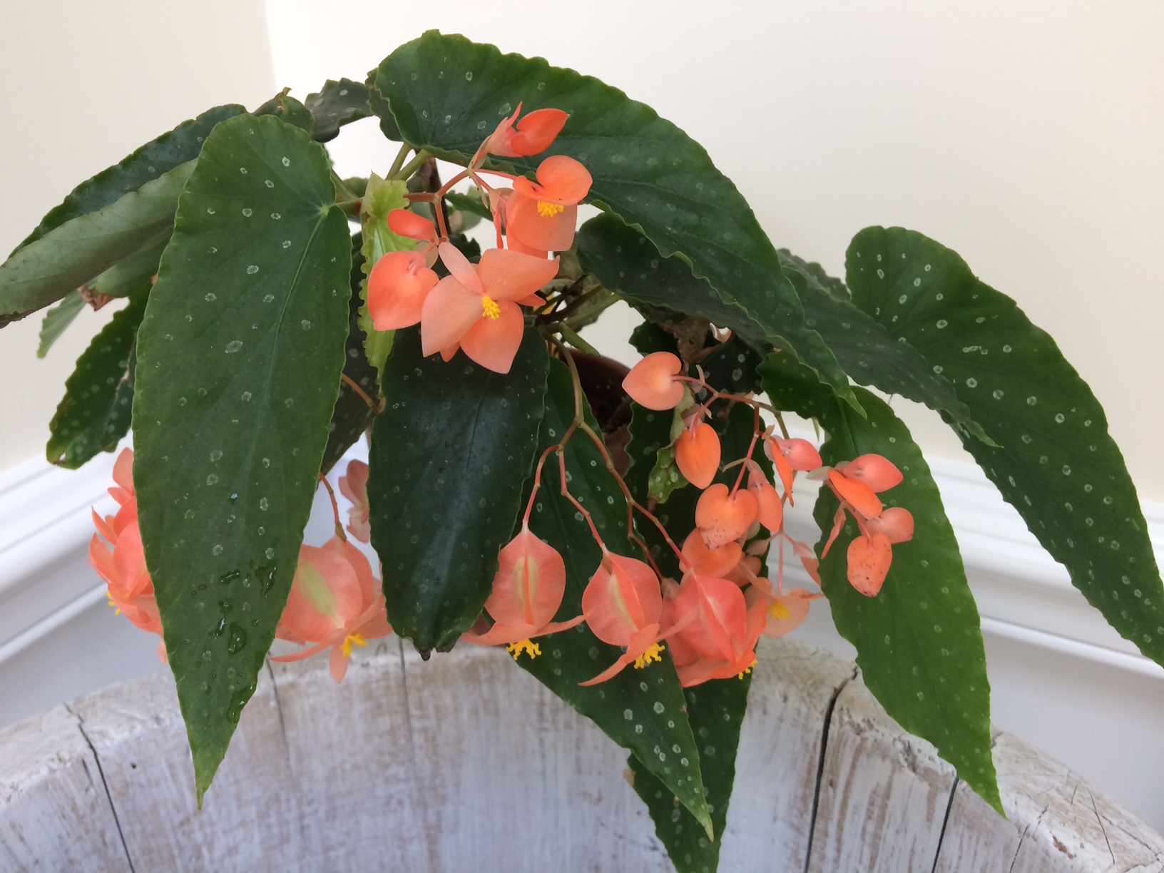 B. ‘Reece’s Orange’